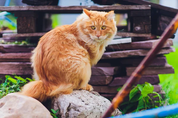 Vermelho de olhos verdes gato descansando na grama verde . — Fotografia de Stock