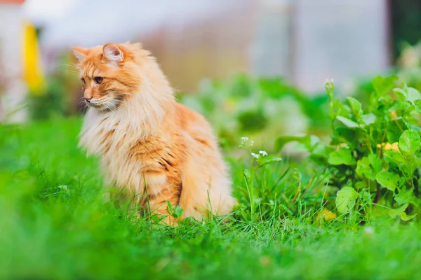 Vermelho de olhos verdes gato descansando na grama verde . — Fotografia de Stock