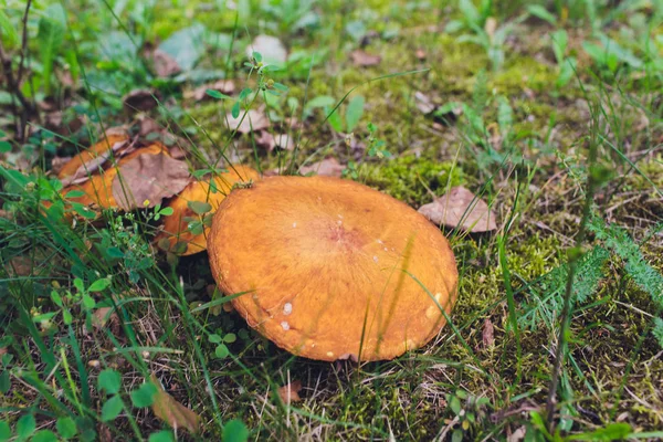 Un groupe de trois champignons bruns poussant sur un sol couvert de mousse avec un fond forestier flou . — Photo