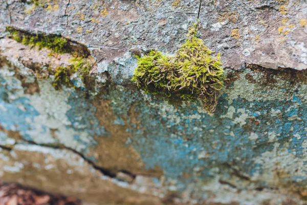 Régi szürke kő fal zöld moha textúra háttér. — Stock Fotó