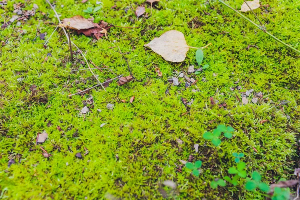 Parede de pedra cinza velha com fundo de textura de musgo verde . — Fotografia de Stock