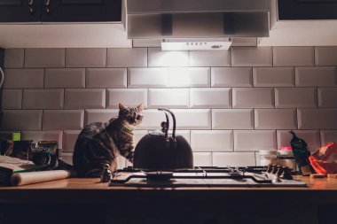 kedi geceleri mutfakta koşar ve sahiplerini gürültüyle uyandırır..