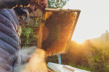 Arı kovanının çerçeveleri. Arı yetiştiricisi bal topluyor. Arı içici, arıları sakinleştirmek için kullanılır. Çerçeve çıkarmadan önce. Arıcı Arı Kovanını Denetliyor.