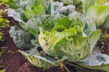 Lahana plantasyon güneşli bir bahçe içinde.