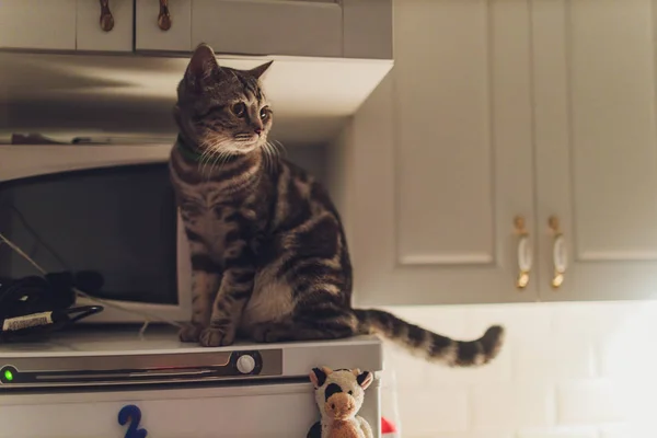 A macska fut a konyha körül éjjel és felébred a tulajdonosok a zaj. — Stock Fotó