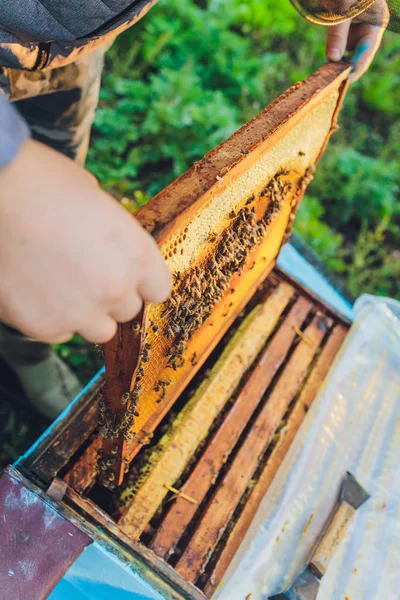 Molduras de uma colmeia de abelhas. Apicultor a colher mel. O fumante de abelha é usado para acalmar as abelhas antes da remoção do quadro. Apicultor a inspeccionar colmeia de abelhas. — Fotografia de Stock
