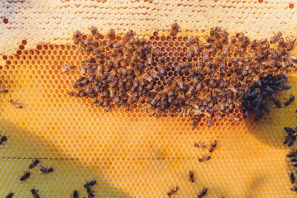 Marcos de una colmena de abejas. Apicultor cosechando miel. El fumador de abejas se utiliza para calmar a las abejas antes de retirar el marco. Apicultor inspeccionando la colmena de abejas. — Foto de Stock