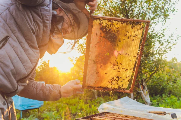 Frames van een bijenkorf. De imker oogst honing. De bijenroker wordt gebruikt om bijen te kalmeren voordat het frame wordt verwijderd. Bijenkorf inspecteert imker. — Stockfoto