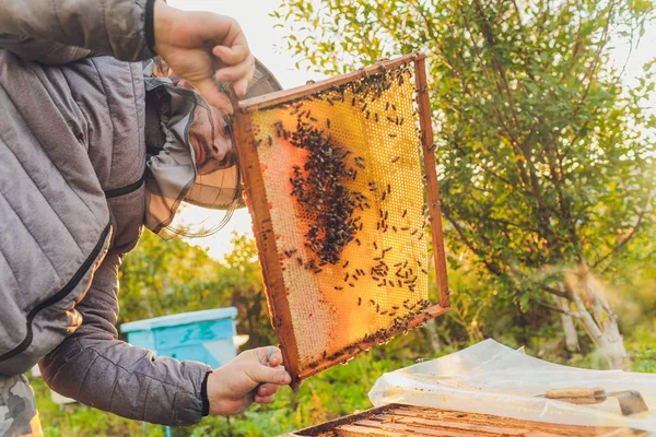 Rahmen eines Bienenstocks. Imker ernten Honig. Der Bienenraucher wird verwendet, um Bienen vor dem Entfernen des Rahmens zu beruhigen. Imker inspizieren Bienenstock. — Stockfoto