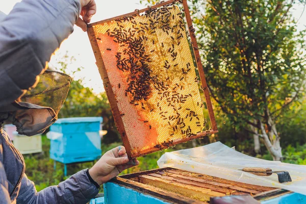 Rahmen eines Bienenstocks. Imker ernten Honig. Der Bienenraucher wird verwendet, um Bienen vor dem Entfernen des Rahmens zu beruhigen. Imker inspizieren Bienenstock. — Stockfoto