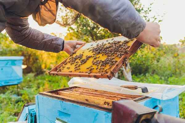 Rahmen eines Bienenstocks. Imker ernten Honig. Der Bienenraucher wird verwendet, um Bienen vor dem Entfernen des Rahmens zu beruhigen. Imker inspizieren Bienenstock. — Stockfoto