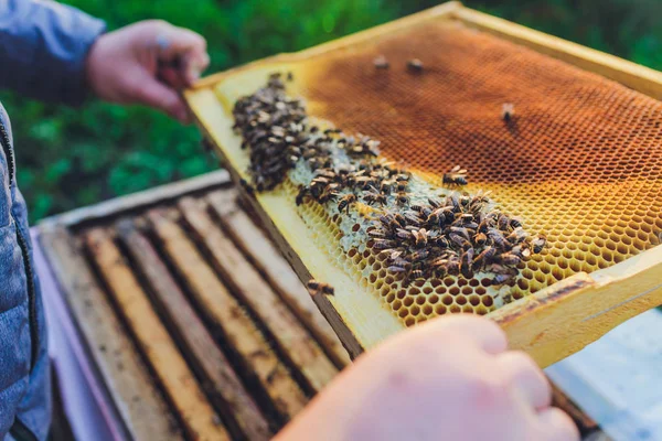 Rahmen eines Bienenstocks. Imker ernten Honig. Der Bienenraucher wird verwendet, um Bienen vor dem Entfernen des Rahmens zu beruhigen. Imker inspizieren Bienenstock. — Stockfoto