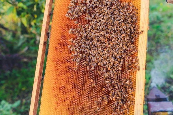 Egy méhkas keretei. Méhész mézet gyűjt. A méhfüstölőt a méhek lenyugtatására használják a keret eltávolítása előtt. Méhész-vizsgáló méhkaptár. — Stock Fotó