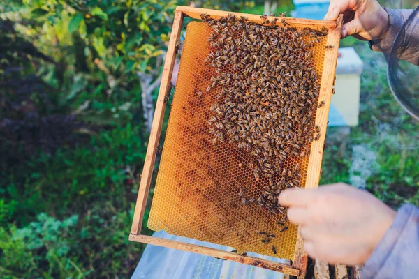 Rámy včelího úlu. Včelař sklízí med. Včelí kuřák se používá ke zklidnění včel před odstraněním rámu. Včelařská inspekce včelího úlu. — Stock fotografie