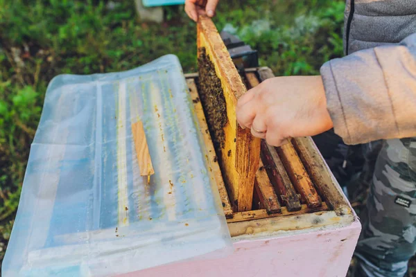 蜂の巣のフレーム。養蜂家は蜂蜜を収穫する。蜂の喫煙者は、フレーム除去の前に蜂を落ち着かせるために使用されます。養蜂家ビー・ハイブの検査. — ストック写真
