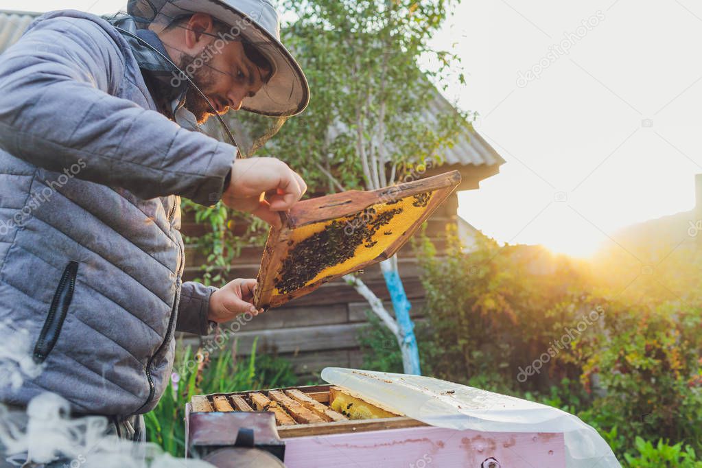 Frames of a bee hive. Beekeeper harvesting honey. The bee smoker is used to calm bees before frame removal. Beekeeper Inspecting Bee Hive.