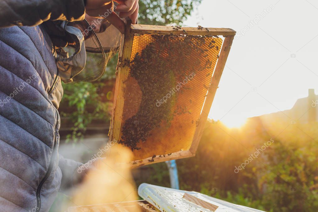Frames of a bee hive. Beekeeper harvesting honey. The bee smoker is used to calm bees before frame removal. Beekeeper Inspecting Bee Hive.