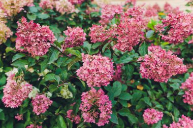 Çiçekler, yapraklar ve güneş ışığı. Pembe ve mor ortancaları. Bahar kokusu nefes.