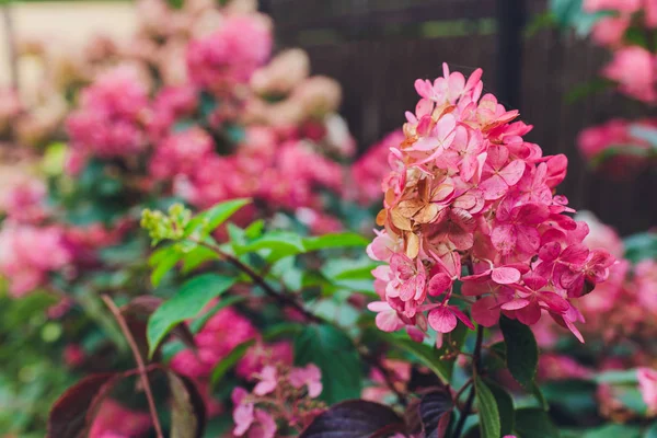 Flores, hojas y luz solar. Hortensias rosadas y moradas. Inhala el aroma de la primavera . —  Fotos de Stock