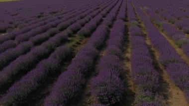 Lavanta tarlaları çok güzel bir görünüm. Karanlık bir dramatik gökyüzü ve parlak parlak lavanta alanı inanılmaz bir kombinasyonu. Bu Moldova.