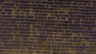 Lavanta tarlaları çok güzel bir görünüm. Karanlık bir dramatik gökyüzü ve parlak parlak lavanta alanı inanılmaz bir kombinasyonu. Bu Moldova.