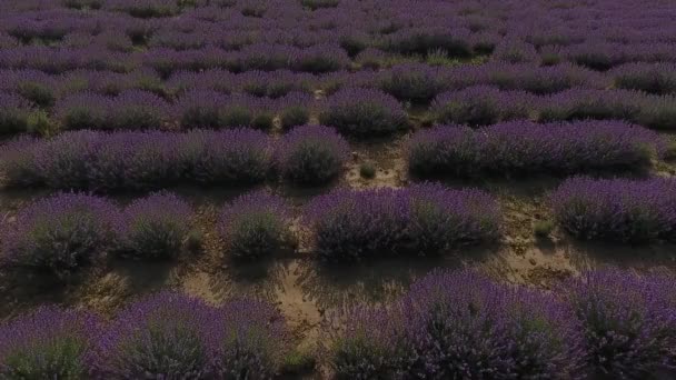 Very nice view of the lavender fields. An amazing combination of a dark dramatic sky and a bright bright lavender field. Thi is Moldova.