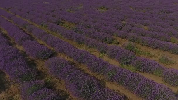 Mycket fin utsikt över lavendel fälten. En fantastisk kombination av en mörk dramatisk himmel och ett ljust ljust lavendel fält. Thi är Moldavien. — Stockvideo