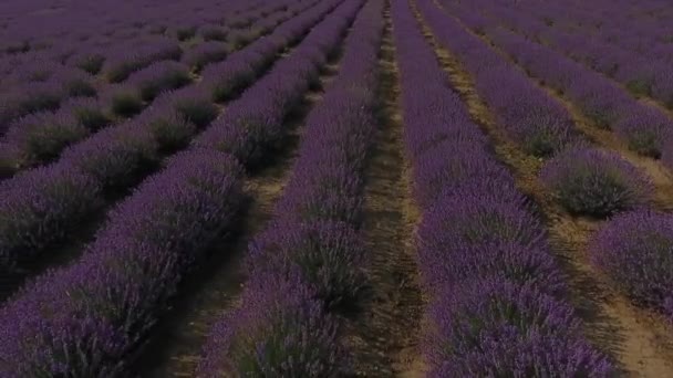 Lavanta tarlaları çok güzel bir görünüm. Karanlık bir dramatik gökyüzü ve parlak parlak lavanta alanı inanılmaz bir kombinasyonu. Bu Moldova. — Stok video