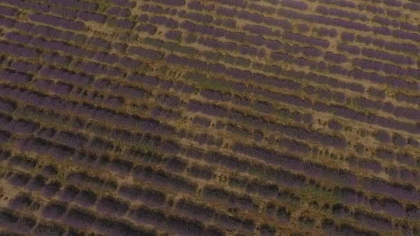 Mycket fin utsikt över lavendel fälten. En fantastisk kombination av en mörk dramatisk himmel och ett ljust ljust lavendel fält. Thi är Moldavien. — Stockvideo