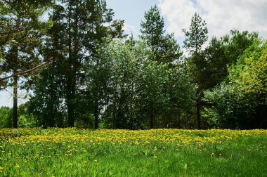 Williams Nehri 'nin kıyısında yaz sisi var..