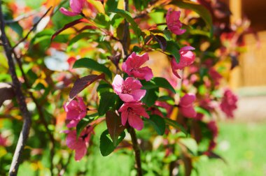 Haşhaş, çiçek ve papatya dolu kır çayırları..