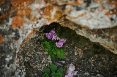 Haşhaş, çiçek ve papatya dolu kır çayırları..