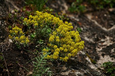 Haşhaş, çiçek ve papatya dolu kır çayırları..