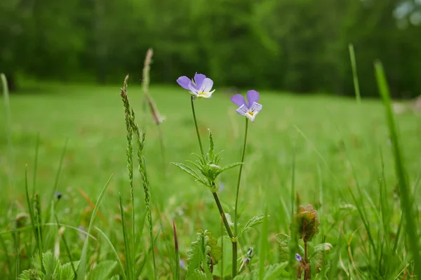 ケシ、コーンフラワー、デイジーと野生の花の牧草地. — ストック写真