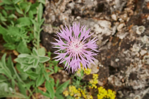 Prairie de fleurs sauvages avec coquelicots, bleuets et marguerites . — Photo