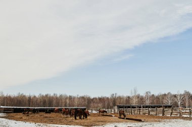 Mart ayında Avrupa 'da: tarlalarda kar erimeye başlar.