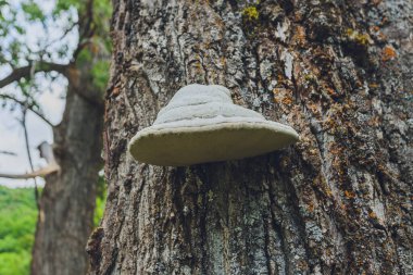 Ormandaki canlı bir ağaçta yetişen bir çift Polyporus Squamosus mantarının yakın çekimi, çeşitli canlıların ortak yaşamlarını ve etkileşimlerini gösteriyor..