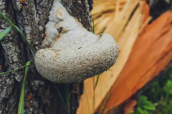 Крупним планом пара грибів Polyporus squamosus, що ростуть на живому дереві в лісі, ілюструючи симбіоз та взаємодію різних живих істот . — стокове фото