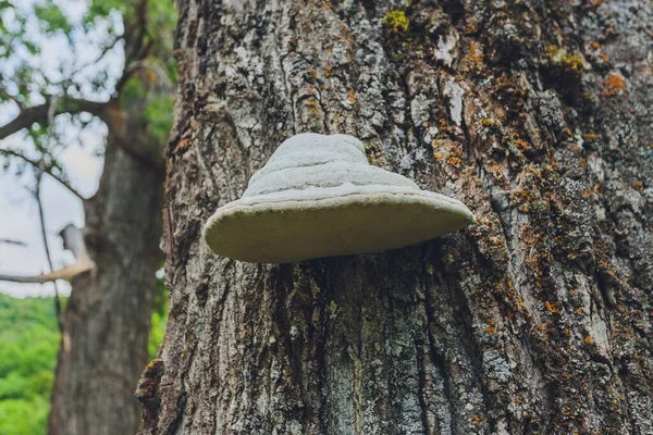 Gros plan d'une paire de champignons Polyporus squamosus poussant sur un arbre vivant dans la forêt, illustrant la symbiose et l'interaction de divers organismes vivants. — Photo