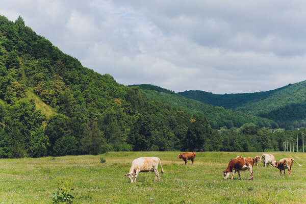 Herd of cows at summer green field.