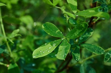 Haşhaş, çiçek ve papatya dolu kır çayırları..