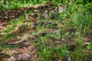 Haşhaş, çiçek ve papatya dolu kır çayırları..