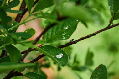 Haşhaş, çiçek ve papatya dolu kır çayırları..