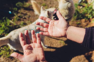 Sahibi elinde zencefilli kedi kürküyle fırça tarağı tutuyor..