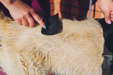 Sahibi elinde zencefilli kedi kürküyle fırça tarağı tutuyor..
