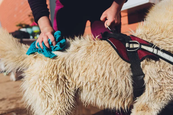 the dog washes under a shower, selective focus.