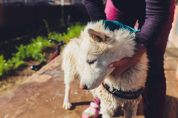 the dog washes under a shower, selective focus.