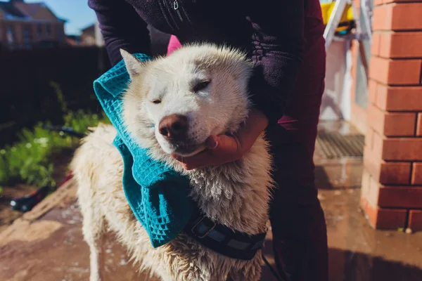 the dog washes under a shower, selective focus.