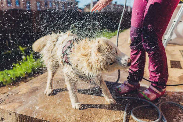 the dog washes under a shower, selective focus.