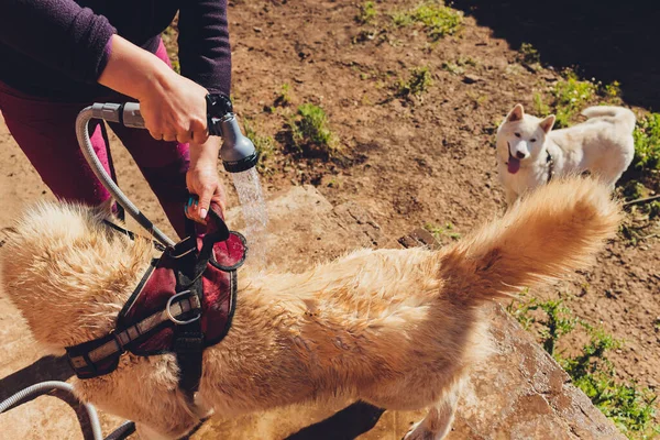 The dog washes under a shower, selective focus. — Stock Photo, Image